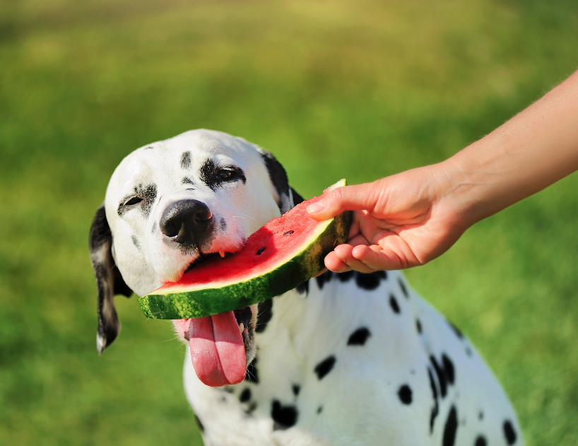 Watch What Your Dog Eats This Summer